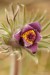 Koniklec luční český (Pulsatilla pratensis subsp. bohemica)15 Kadaň