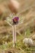 Koniklec luční český (Pulsatilla pratensis subsp. bohemica)17 Kadaň