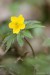 Sasanka pryskyřníkovitá (Anemone ranunculoides)2 NPR Úhošť