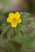 Sasanka pryskyřníkovitá (Anemone ranunculoides)1 NPR Úhošť