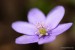 Jaterník podléška (hepatica nobilis)1 - NPR Úhošť