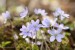 Jaterník podléška (hepatica nobilis)10 - NPR Úhošť
