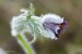 Koniklec luční český (Pulsatilla pratensis subsp. bohemica)9 Kadaň