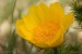 Hlaváček jarní (Adonis vernalis)9 - Raná