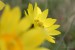 Hlaváček jarní (Adonis vernalis)1 - Raná